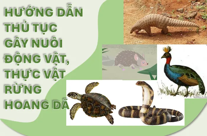 [Infographics] Hướng dẫn thủ tục gây nuôi động vật, thực vật rừng hoang dã